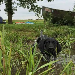 German Shorthaired Pointer Puppies from Sutheimer GSP'S