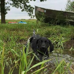 German Shorthaired Pointer Puppies from Sutheimer GSP'S