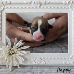 Happy - Sable male Pembroke Welsh Corgi puppy in Citrus Heights, California from The Joy of Corgis