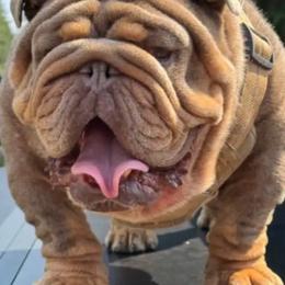 My Ripster - Bulldog