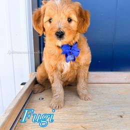 Fuji - Red  male Goldendoodle puppy in West Haven, Utah from Split Mountain Doodles