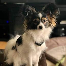 Papillons from Tammy's Papillon Playpen