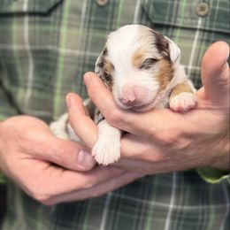 NBT red Merle male 1 - Red merle male Toy Australian Shepherd puppy in Riverton, Utah from Iron Spirit Homestead & Aussies