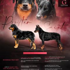 Beauceron puppies from Royale Beaucerons