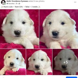 Talise - White female Great Pyrenees puppy in Silex, Missouri from Wells' Providence Pyrenees