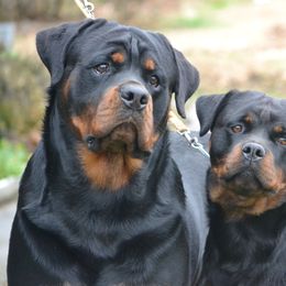 Rottweiler All Grown Up from LAKEVIEW KENNEL
