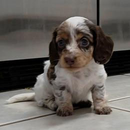 Boy 3 - Dapple male Dachshund puppy in Irvington, Alabama from Christopher's Dachshunds