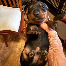 Savvy - Black and tan male Dachshund puppy in Russellville, Arkansas from Cains River Valley Dachshunds