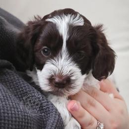 GUARDIAN HOME NEEDED - Brown and white female Cockapoo puppy in Savannah, Georgia from Vino and Vespa Doodles