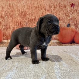 Ocean - Gray female Cane Corso puppy in Loogootee, Indiana from Walnut Creek Cane Corso