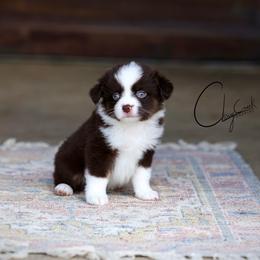 Swing - Red tri male Miniature Australian Shepherd puppy in Prague, Oklahoma from Clay Creek Aussies