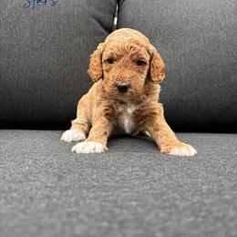 Stars - Red  female Goldendoodle puppy in Gower, Missouri from Hillside Paws