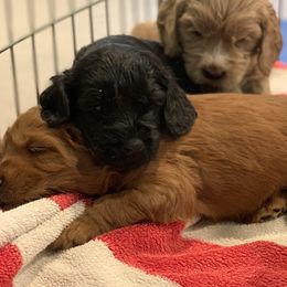 Australian Labradoodle Puppies from Sundance Labradoodles