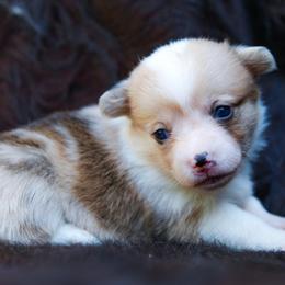 Cheerio - Sable female Pembroke Welsh Corgi puppy in Star City, Arkansas from Say When Corgi Co.