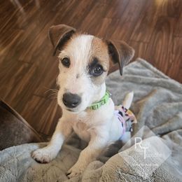 Girl 2 - Princess Peach - White and tan female Russell Terrier puppy in Harvel, Illinois from Ruff and Tumble Russell Terriers