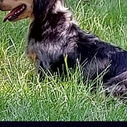 Destiny - Dachshund