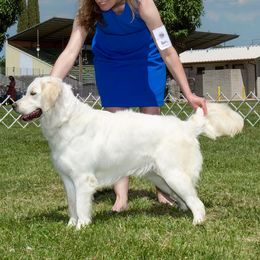 Candy Cane - Golden Retriever