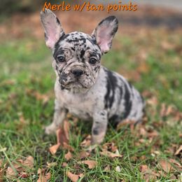 Oxi - Brindle female French Bulldog puppy in East Berlin, Pennsylvania from Stoney Point Frenchies