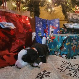 Bernese Mountain Dog Puppies from Stone Hill Farm