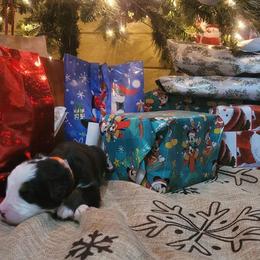 Bernese Mountain Dog Puppies from Stone Hill Farm