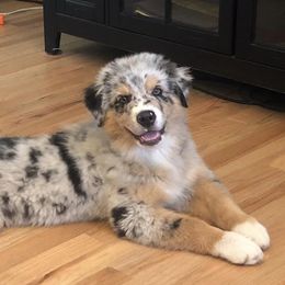 Australian Shepherds from Angel Aussies