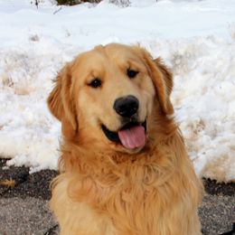 Apollo - Golden Retriever