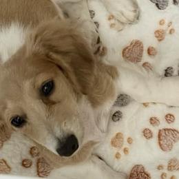 Dachshunds from Buckeye Doxies