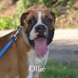 Ollie - Boxer