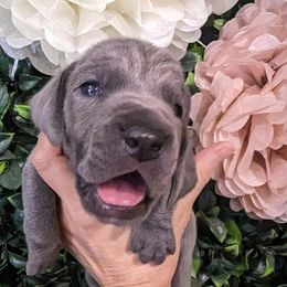 Boy 5 - Blue Weimaraner puppy in Jupiter, Florida from Khepri Weimaraners