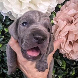 Boy 5 - Blue Weimaraner puppy in Jupiter, Florida from Khepri Weimaraners