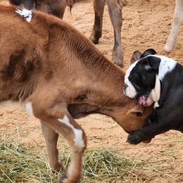 Australian Shepherds and Great Danes from Red Cloud Australian Shepherds and DeGray Great Danes & Bulldogs