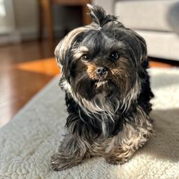 Kaybry - Yorkshire Terrier