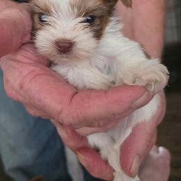 Pretty Boy 2 - Parti male Yorkshire Terrier puppy in Bucyrus, Ohio from Dyer's Beauties
