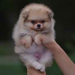 Boy 2 - Orange sable male Pomeranian puppy in Denver, Colorado from Diana's Pomeranians