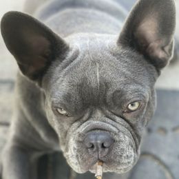 French Bulldogs from Michelle Cassidy's French Bulldogs