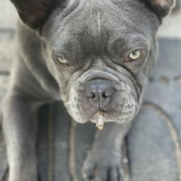 French Bulldogs from Michelle Cassidy's French Bulldogs