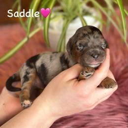 Saddle - Blue merle female Aussiedoodle puppy in Lancaster, Minnesota from Finney Ranch