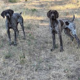 German Shorthaired Pointer puppies from Holding Hands Farm