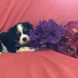 Cavalier King Charles Spaniel and Pembroke Welsh Corgi Puppies from Puppy PlayPen