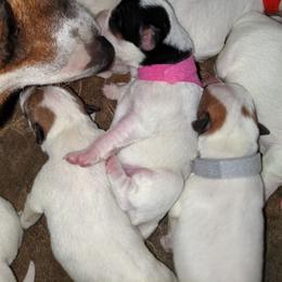 Girl black mask tri - Tri-colored female Parson Russell Terrier puppy in Phelan, California from Elite Parson Russells