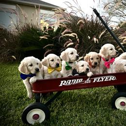 Goldendoodle and Golden Retriever Puppies from SSC Golden Retreivers