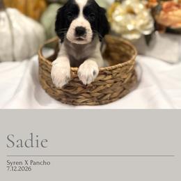 Sadie - Black and white female English Springer Spaniel puppy in Arcadia, Florida from Redemption Fields Springer Spaniels