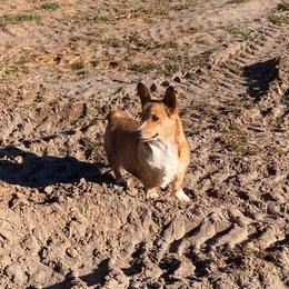 Minnie - Red female Pembroke Welsh Corgi puppy in Shelley, Idaho from Whistling Wind Corgi’s