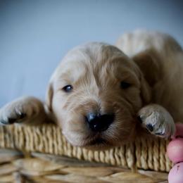 Last Pick Female - Golden female Golden Retriever puppy in Mc Arthur, California from California Golden Love