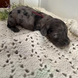 Cockapoo and Dachshund Puppies from Cochran's Cockapoo's