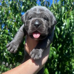 Buzz - Gray brindle male Cane Corso puppy in Fairfield, California from Royal Class Kennels