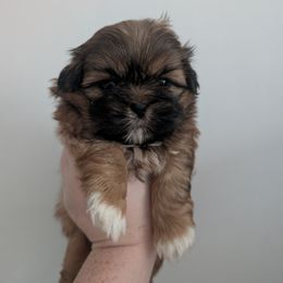 Bruno - Red and tan male Shih Tzu puppy in Poultney, Vermont from Morgan's Shih Tzus
