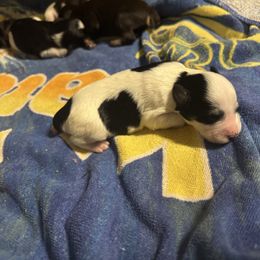 Carlee - Parti female Miniature Schnauzer puppy in Pearland, Texas from K & S Schnauzers