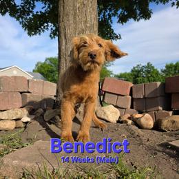 Benedict - Red male Labradoodle puppy in Genoa City, Wisconsin from Sakura Pups
