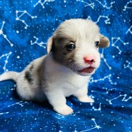 Athena - Blue merle and white female American Corgi puppy in Cocoa, Florida from Cascadian Space Coast Corgis LLC